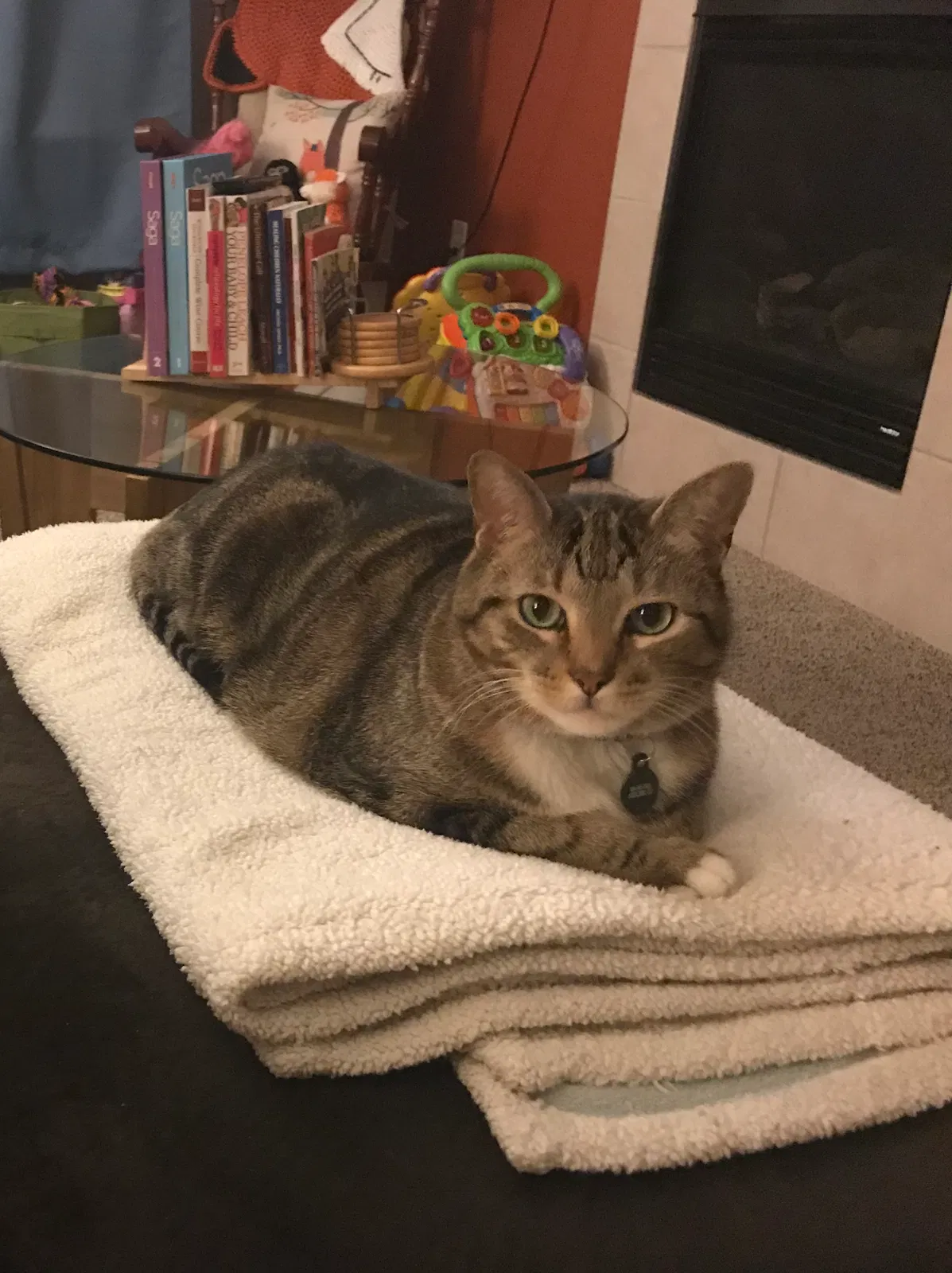 Lost cat in Brunswick, GA, 31525