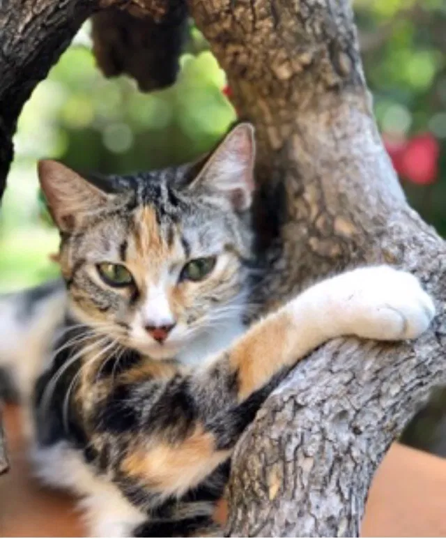 Lost cat in Miami, FL, 33186