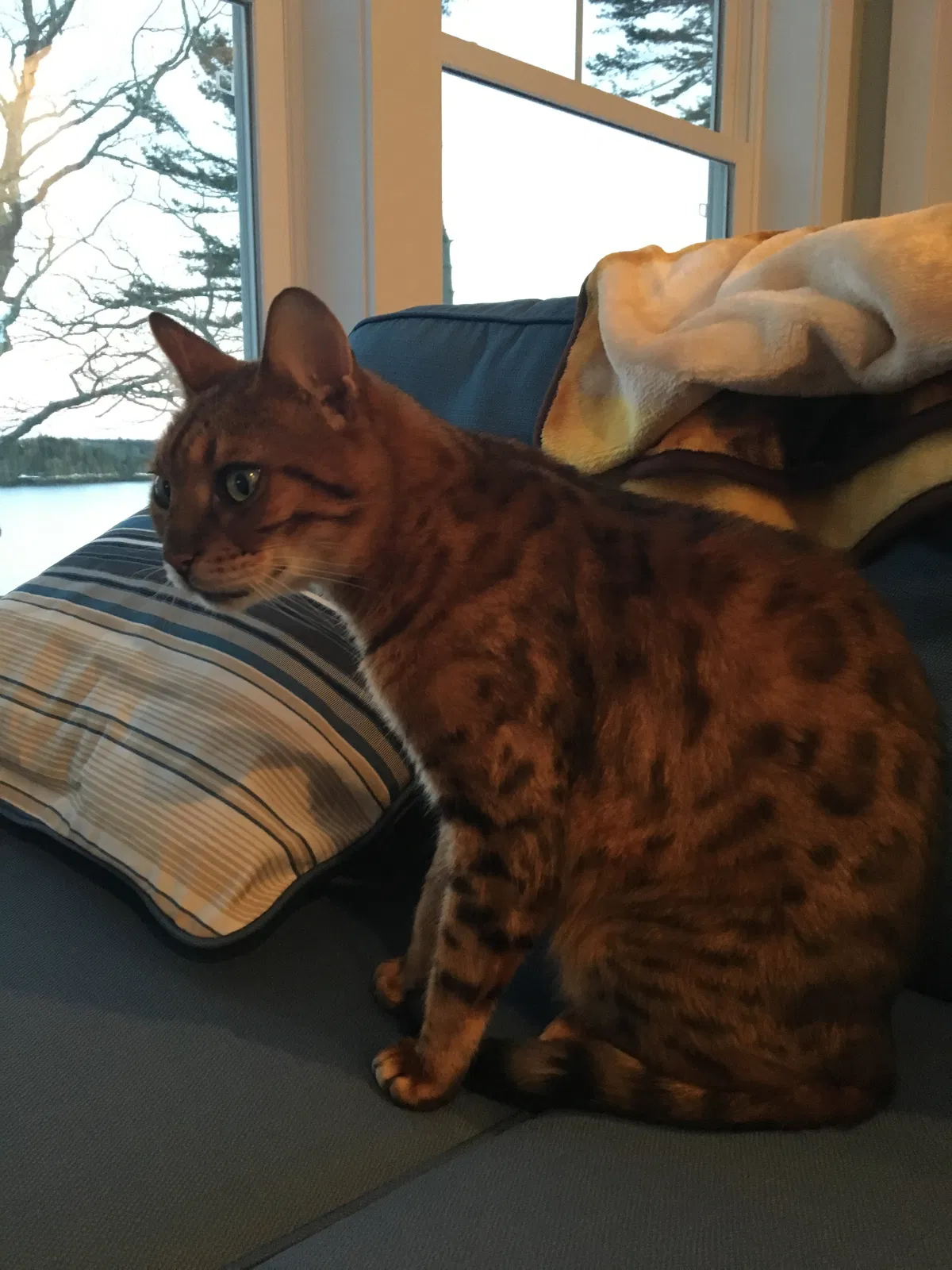 Lost cat in Stoneham, MA, 2180