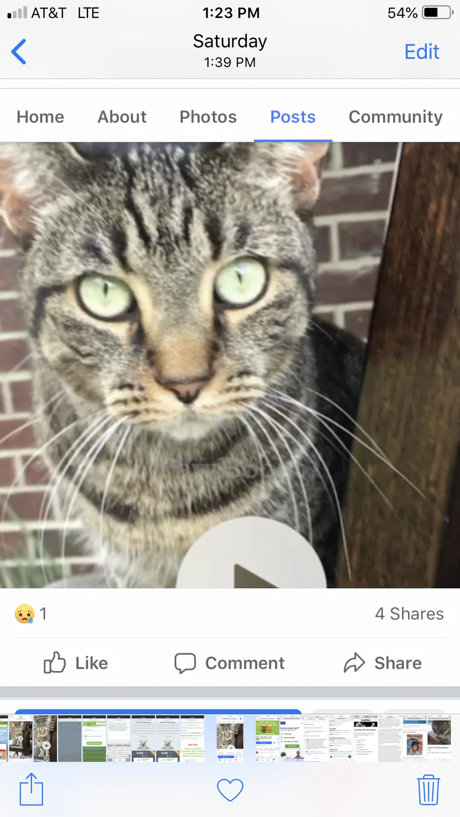 Lost cat in Melbourne, FL, 32901