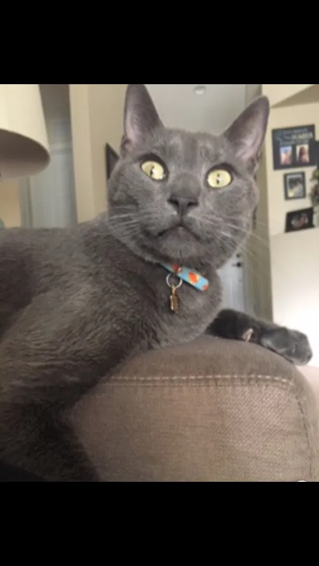 Lost cat in Oviedo, FL, 32765