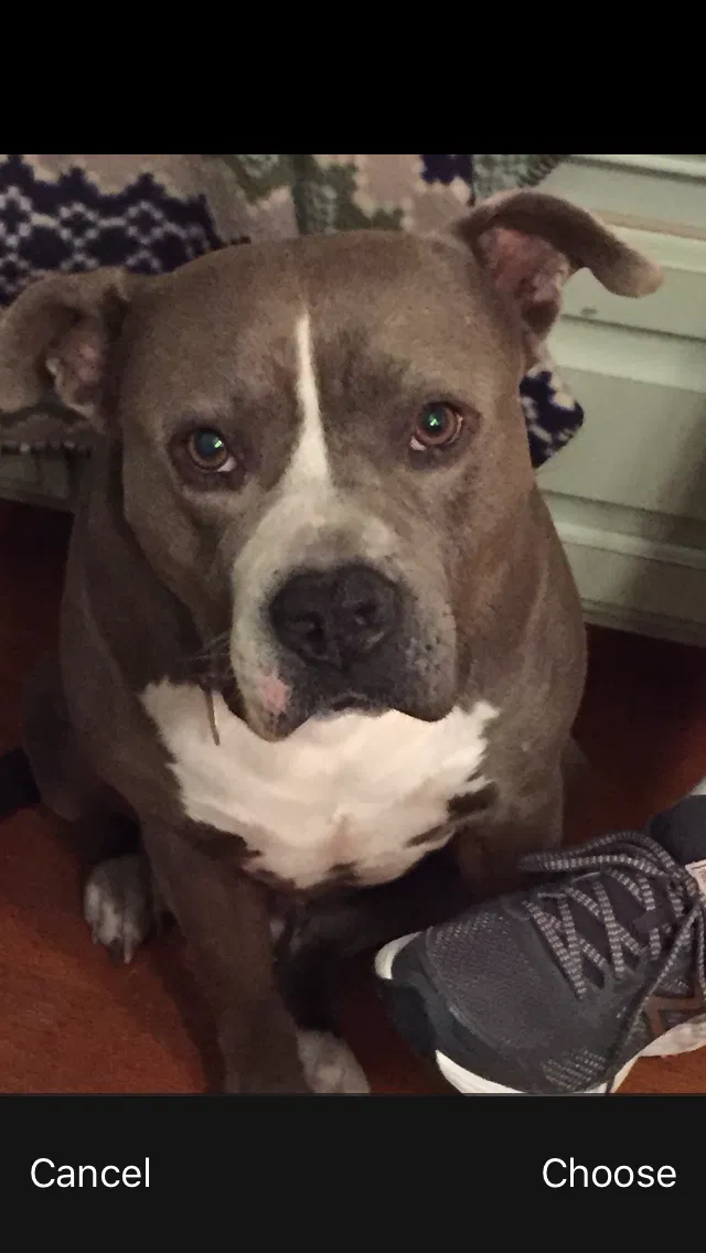 Lost dog in Lafayette, LA, 70503