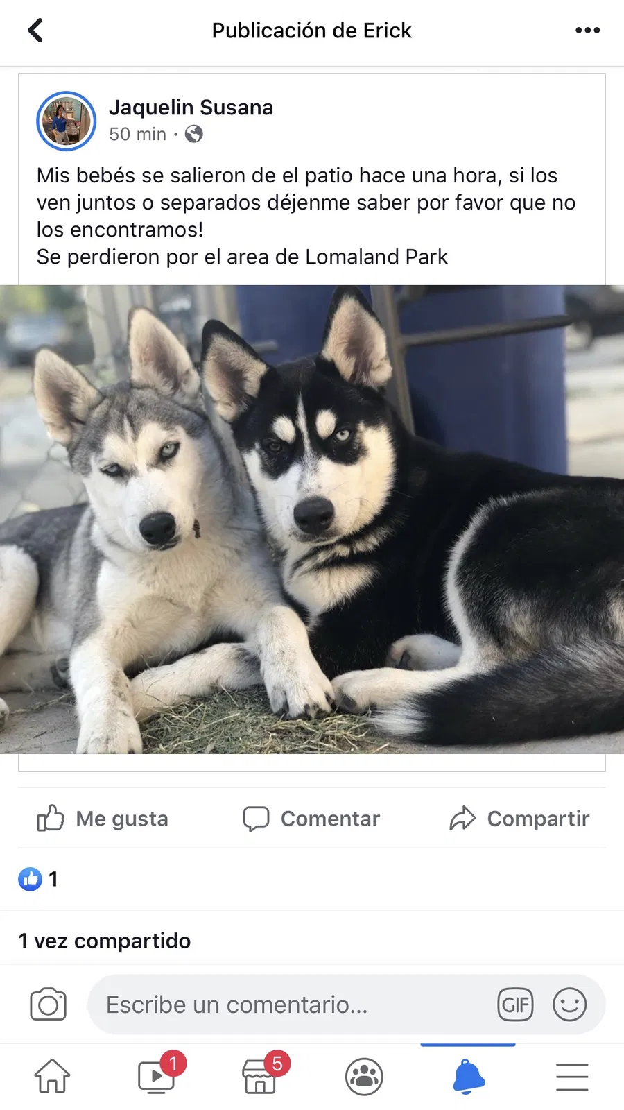 Lost dog in El Paso, TX, 79907