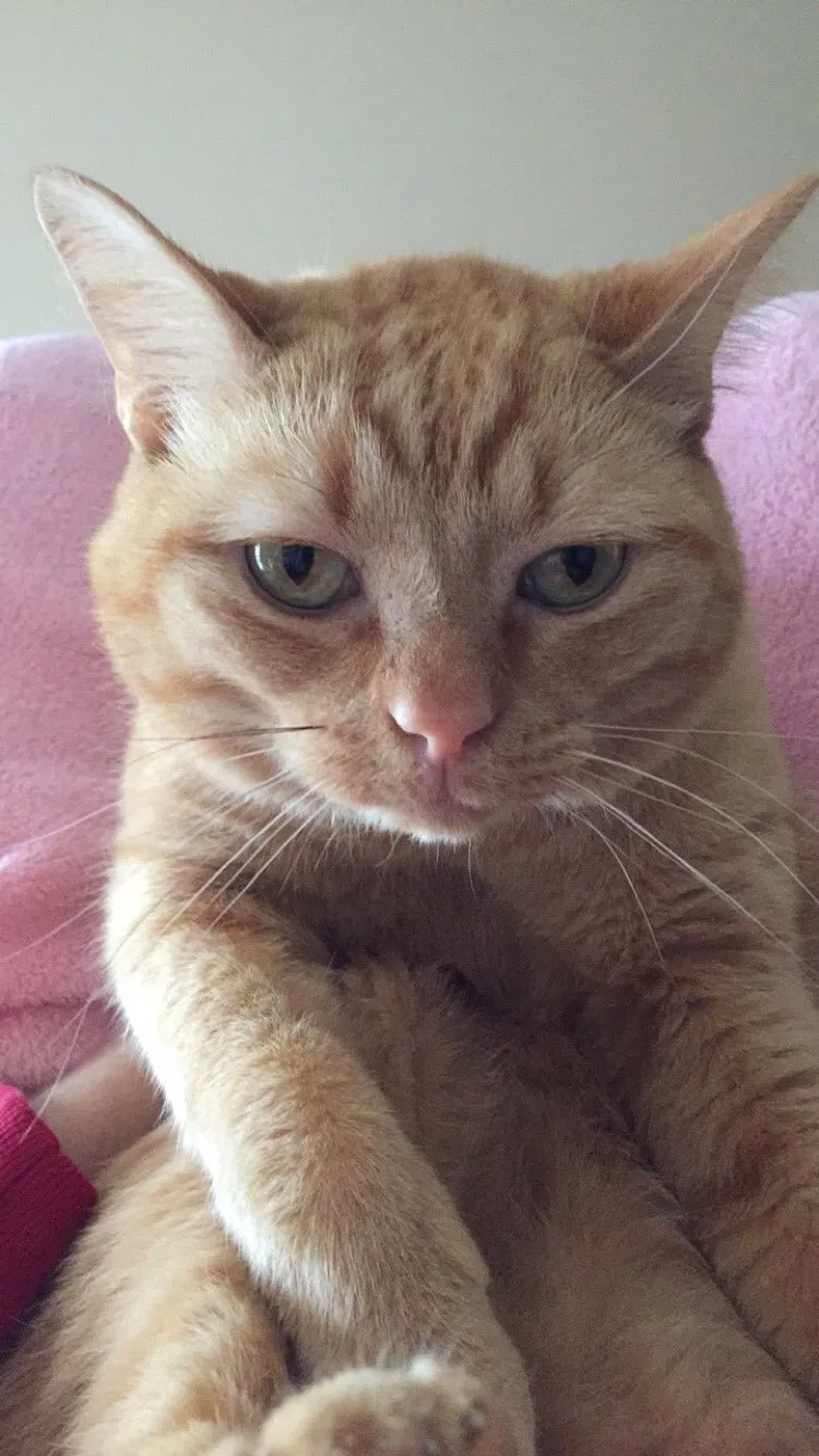 Lost cat in Cedar Park, TX, 78613
