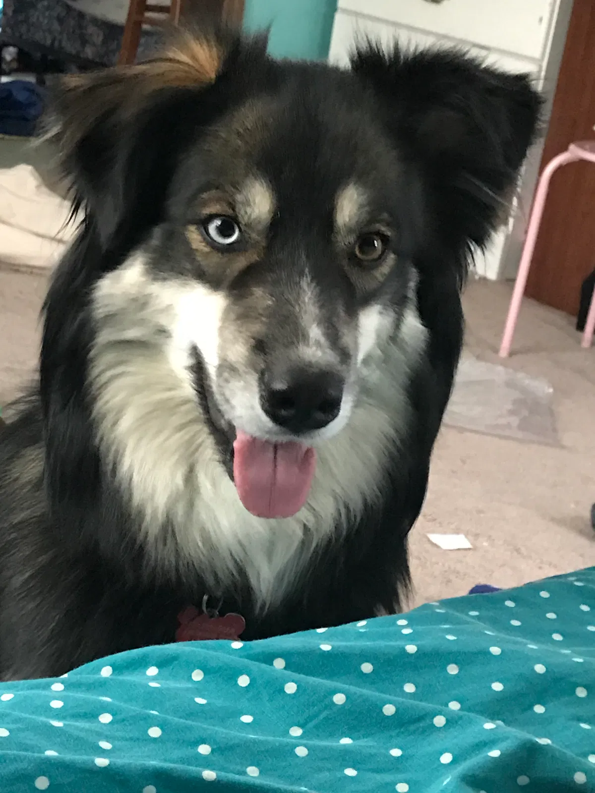 Lost dog in Johnson City, NY, 13790