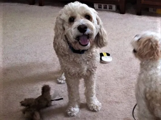 Lost dog in Cumming, GA, 30041