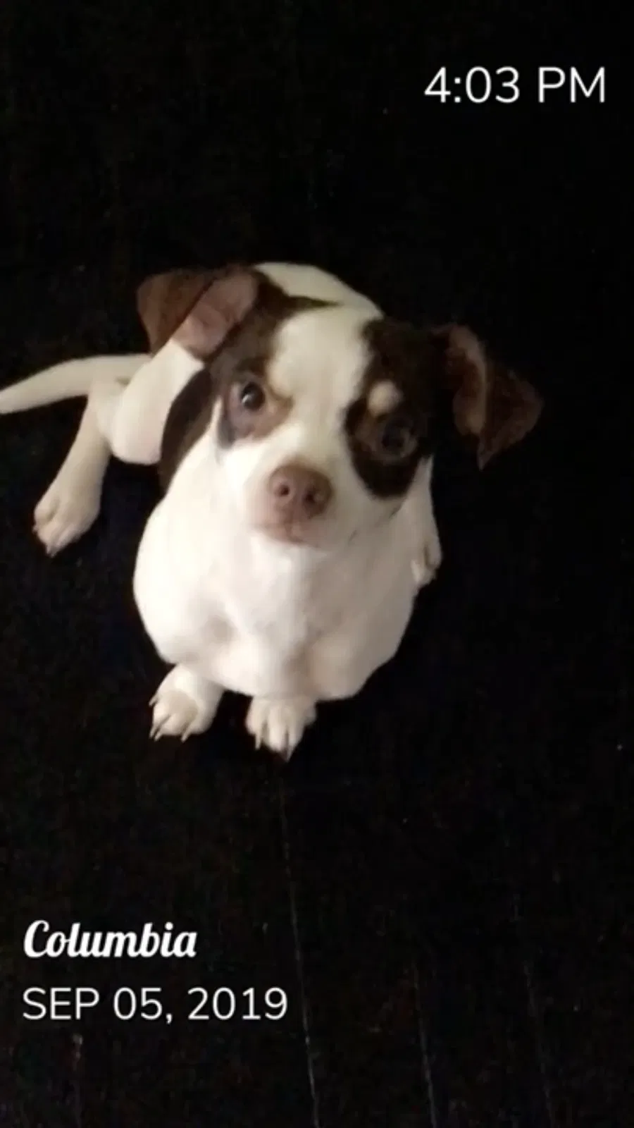 Lost dog in Columbia, SC, 29223