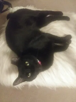 Lost cat in Tallahassee, FL, 32304
