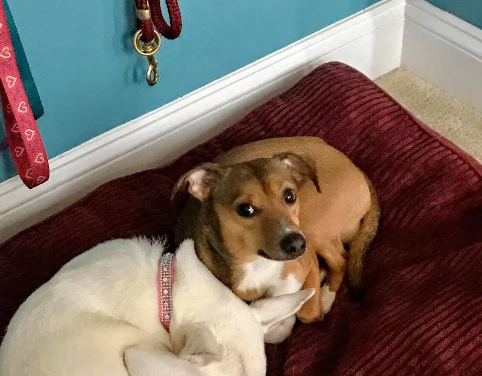 Lost dog in Kearneysville, WV, 25430