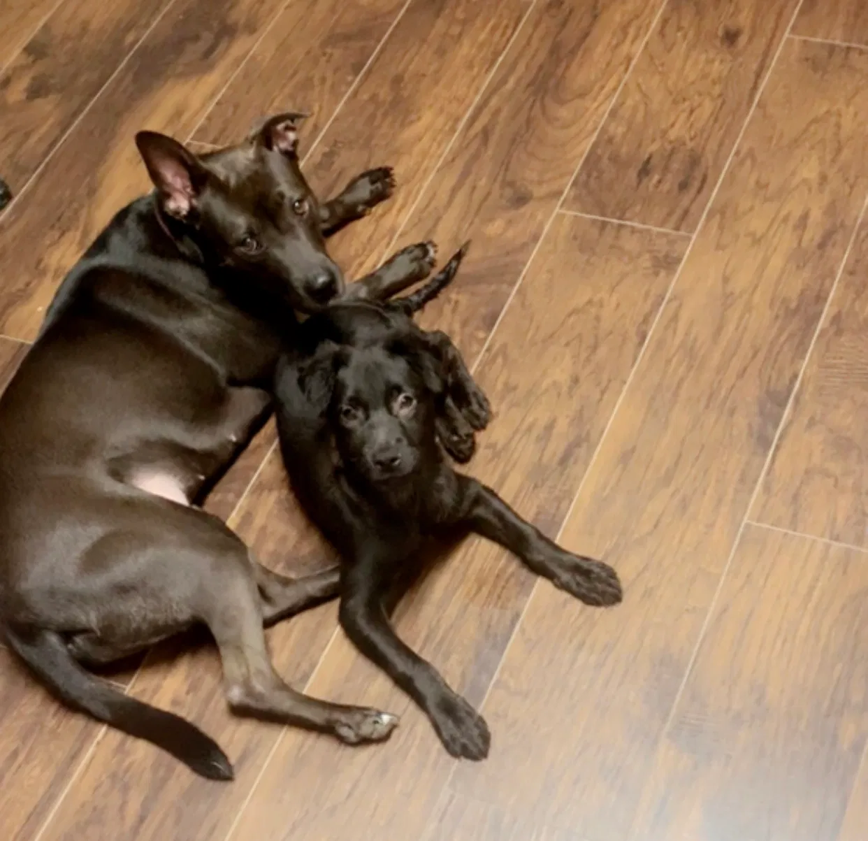 Lost dog in Greensboro, NC, 27407