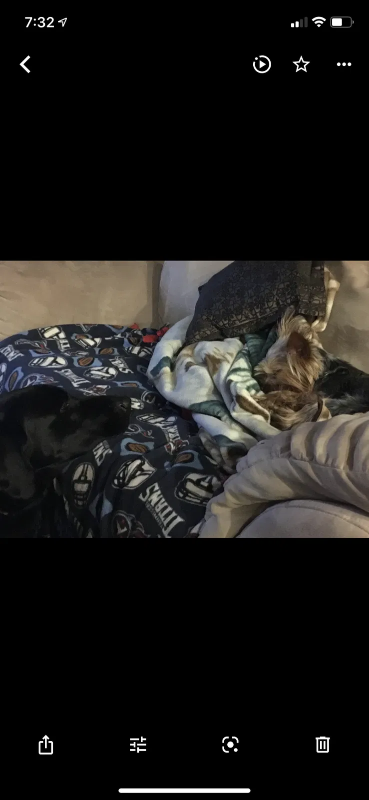 Lost dog in Goddard, KS, 67052