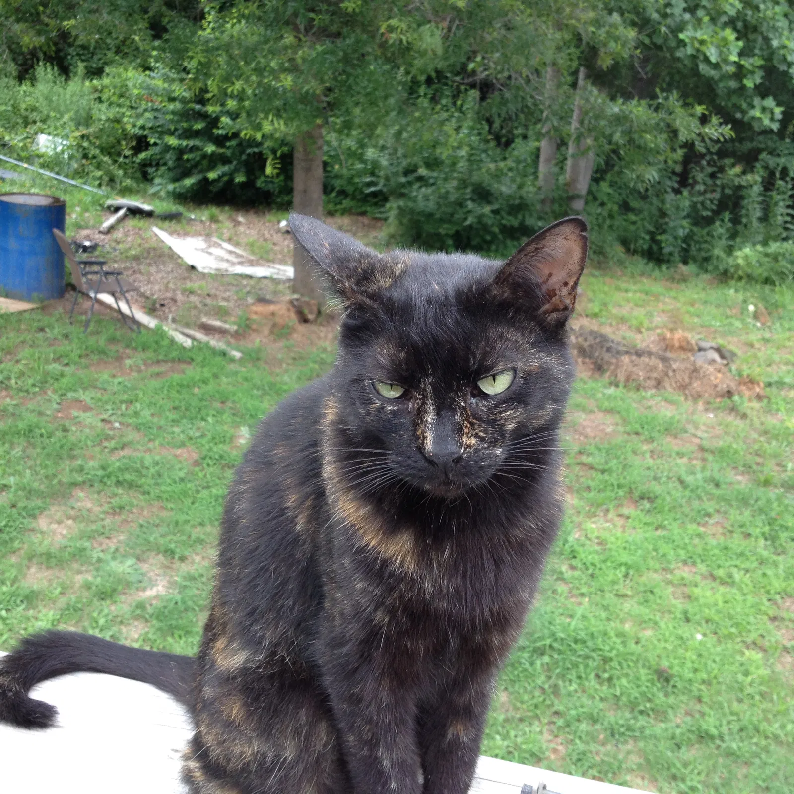 Lost cat in Fort Worth, TX, 76120