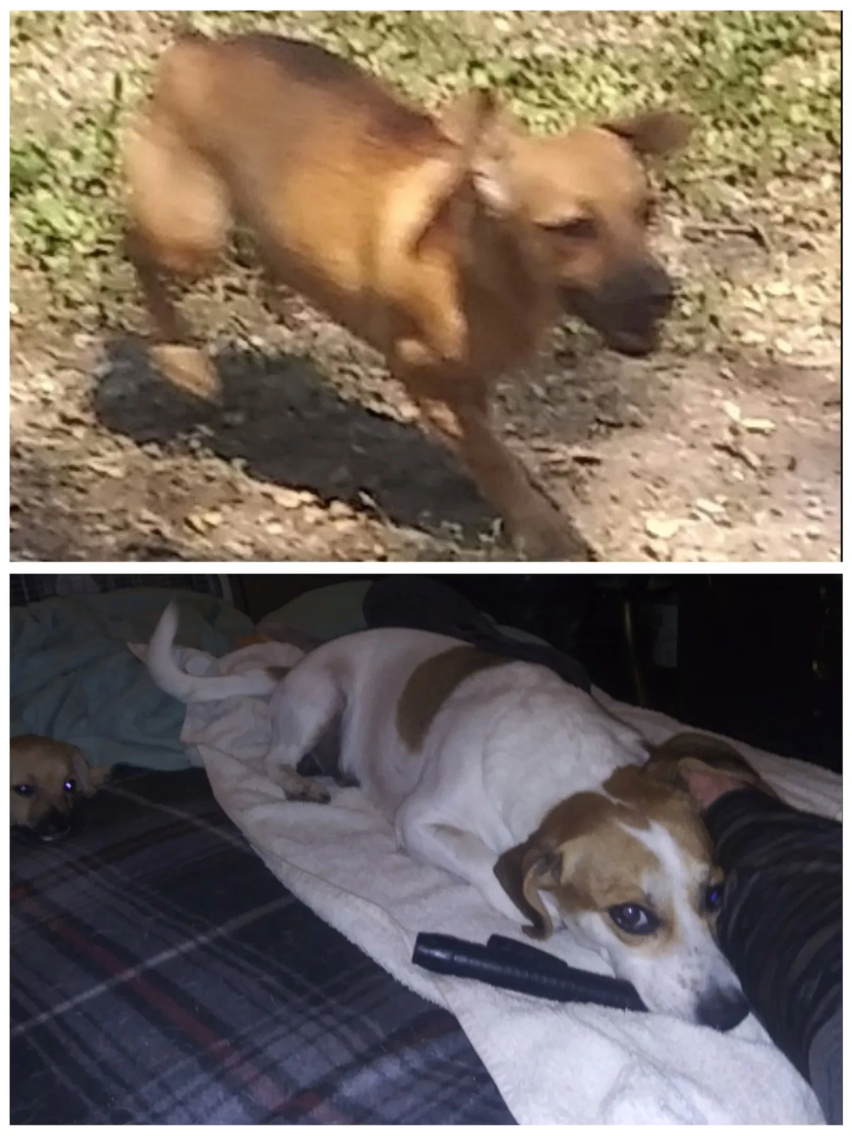 Lost dog in Corpus Christi, TX, 78407