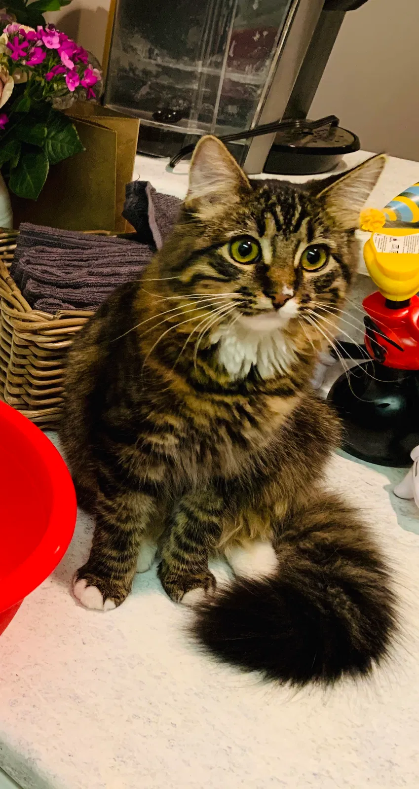 Lost cat in Farmington, UT, 84025