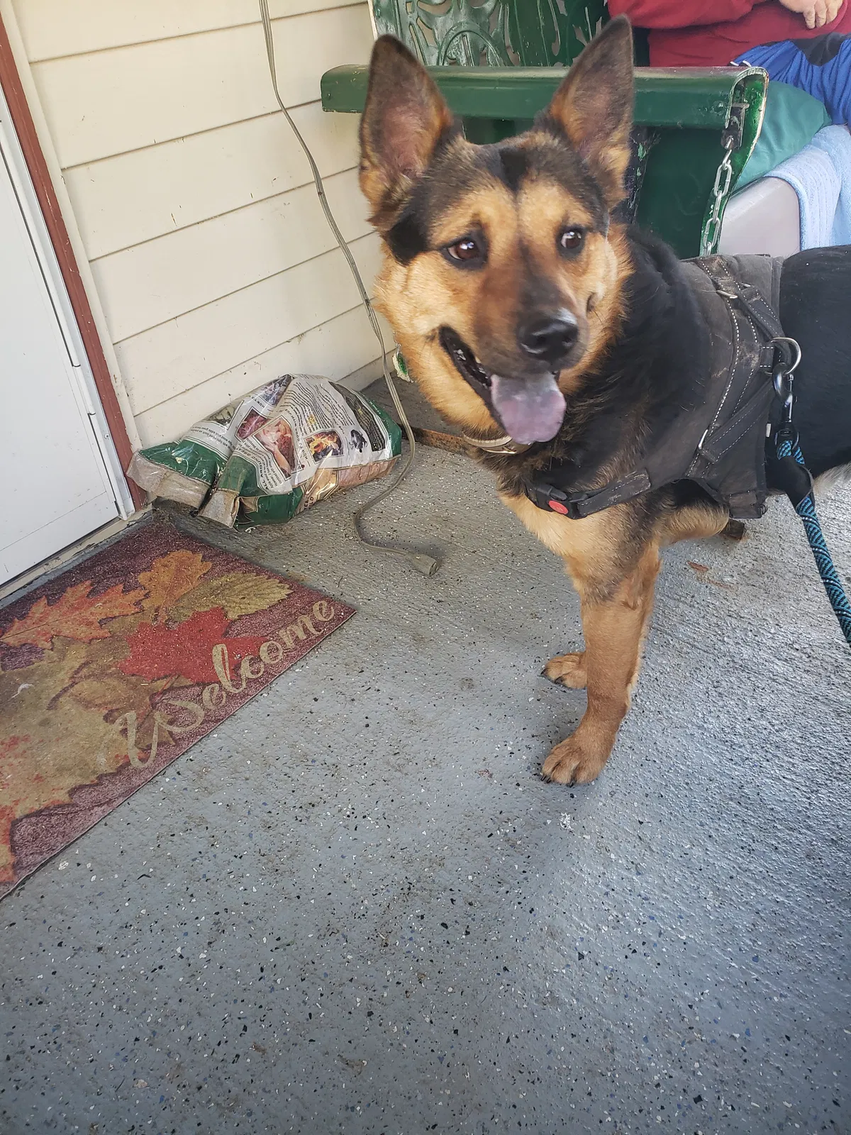 Lost dog in Richmond, KY, 40475