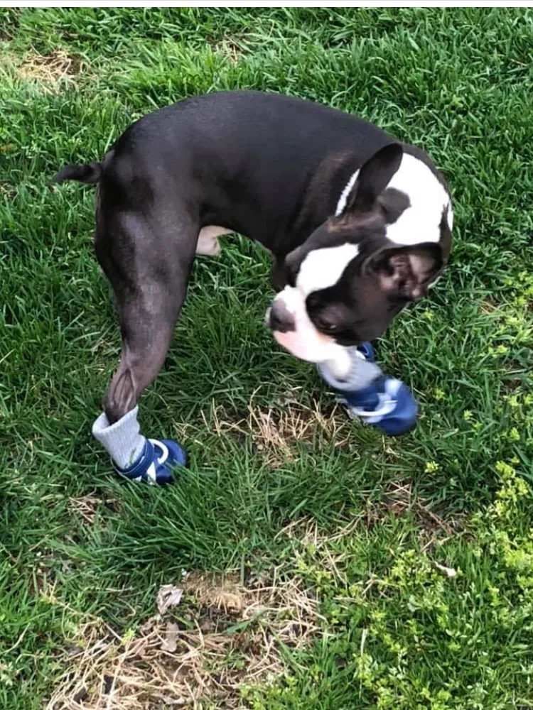 Lost dog in Ridgely, MD, 21688