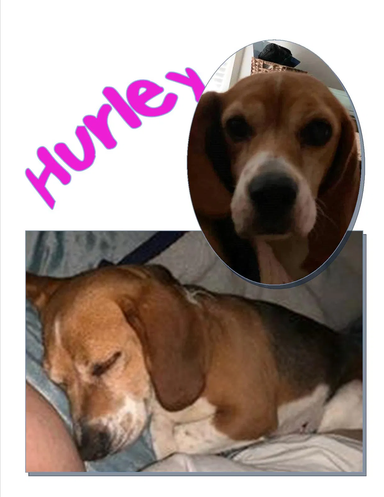 Lost dog in Chandler, TX, 75758