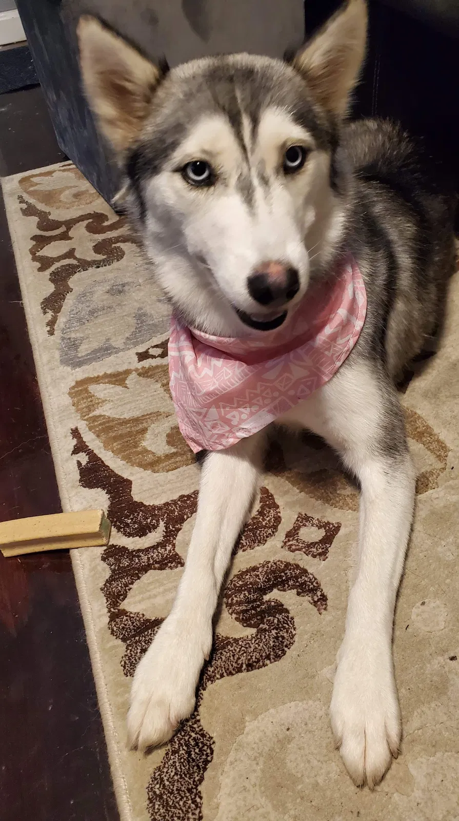 Lost dog in Corpus Christi, TX, 78404