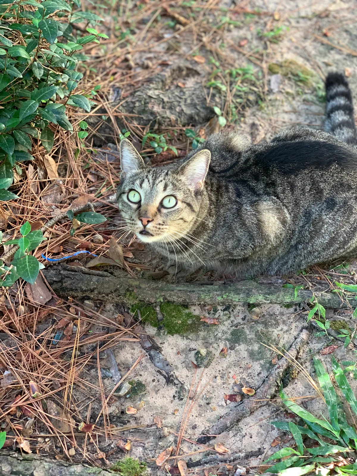 Lost cat in Cypress, TX, 77429