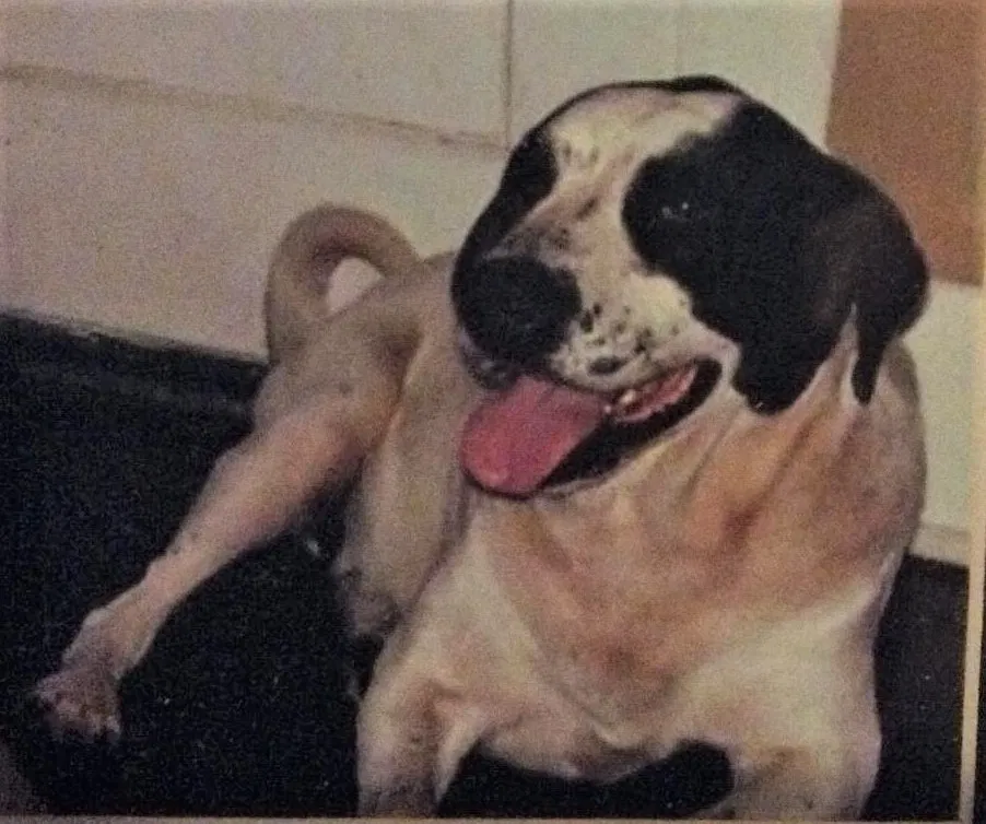 Lost dog in Tulsa, OK, 74112