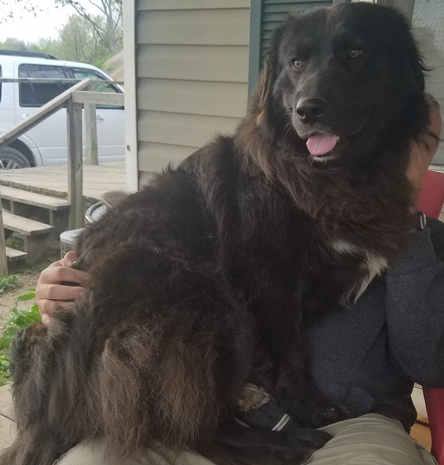 Lost dog in Fulton, MO, 65251