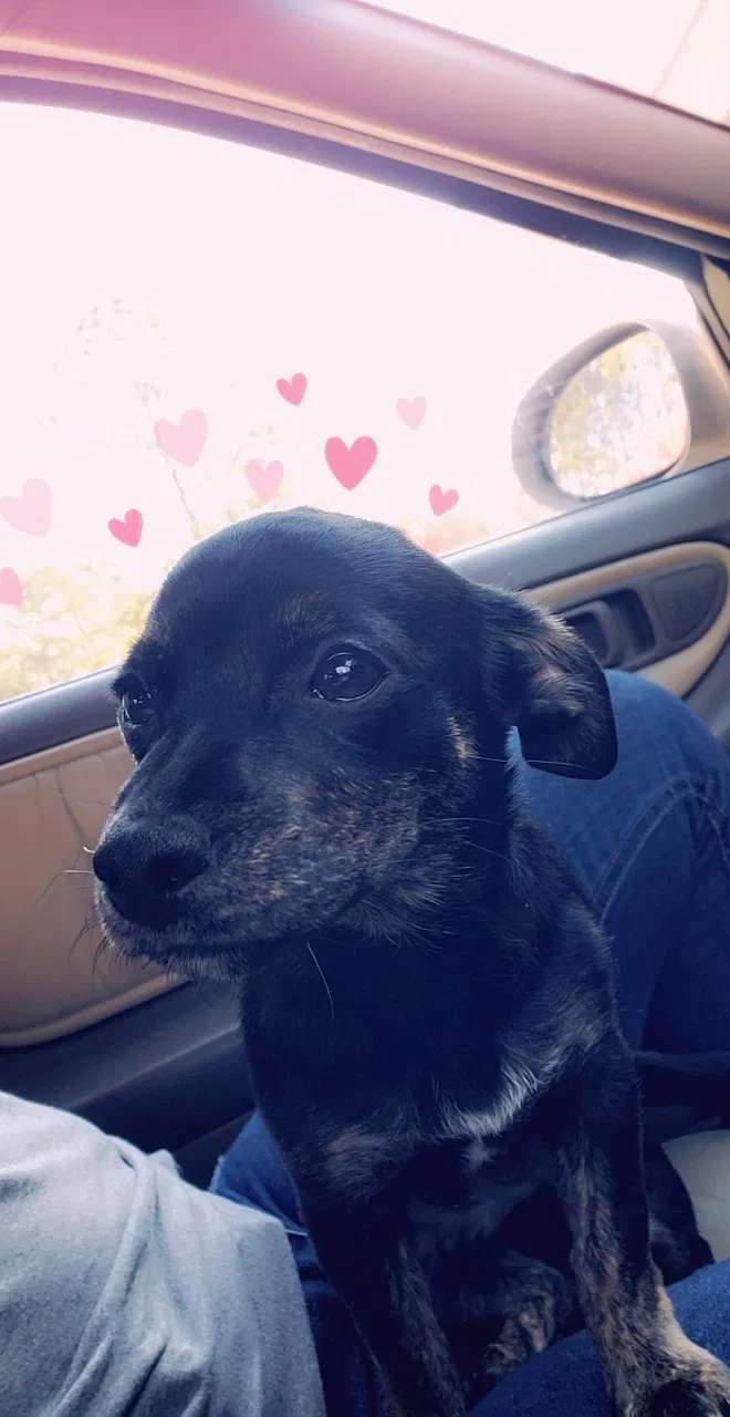 Lost dog in Raeford, NC, 28376