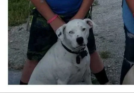 Lost dog in Fayetteville, AR, 72701