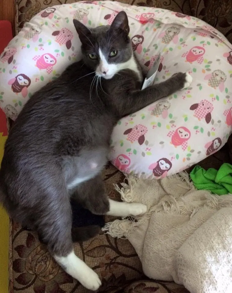 Lost cat in Parkton, NC, 28371
