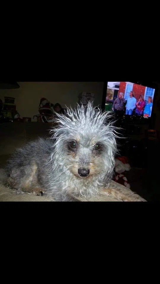 Lost dog in Redding, CA, 96001