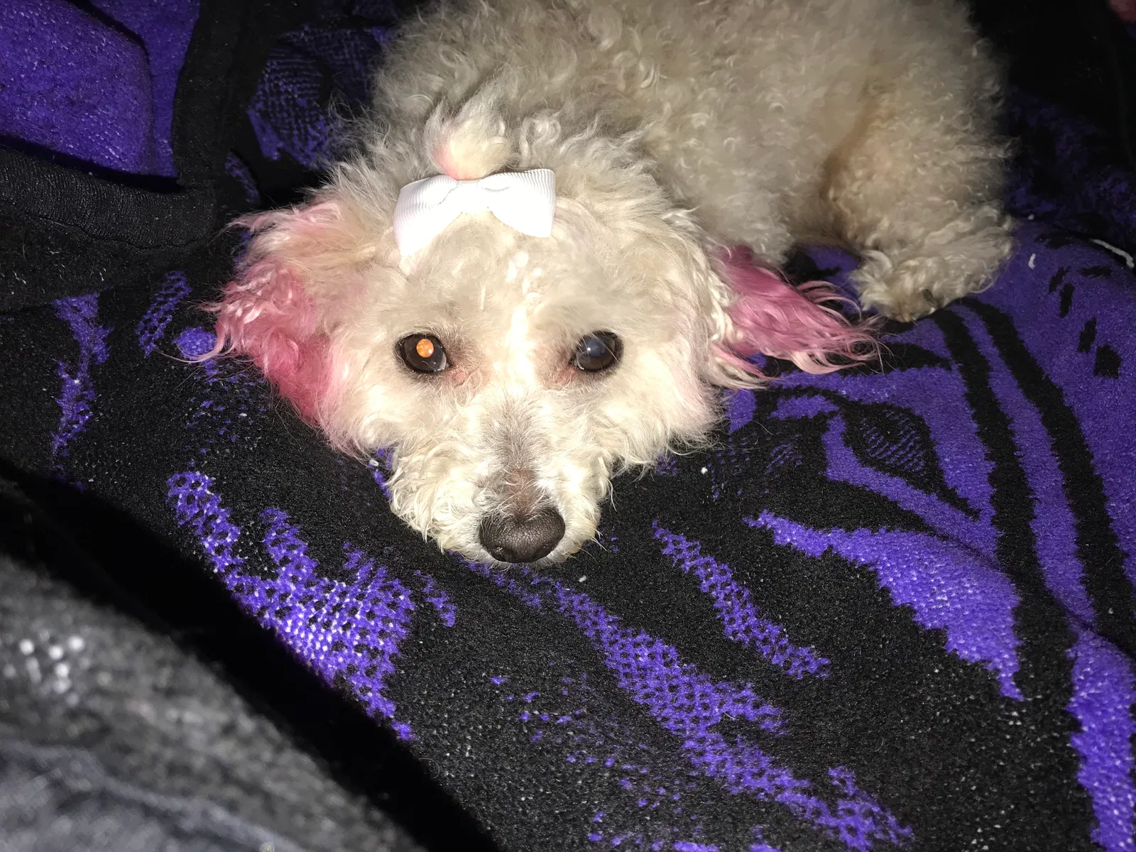 Lost dog in Las Cruces, NM, 88001