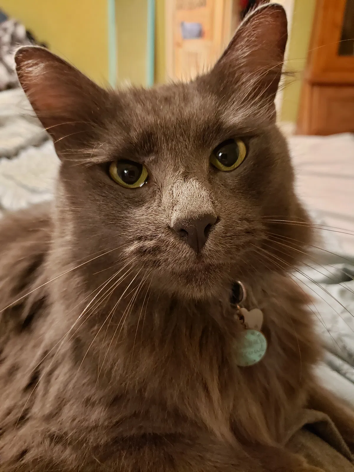 Lost cat in Daphne, AL, 36526