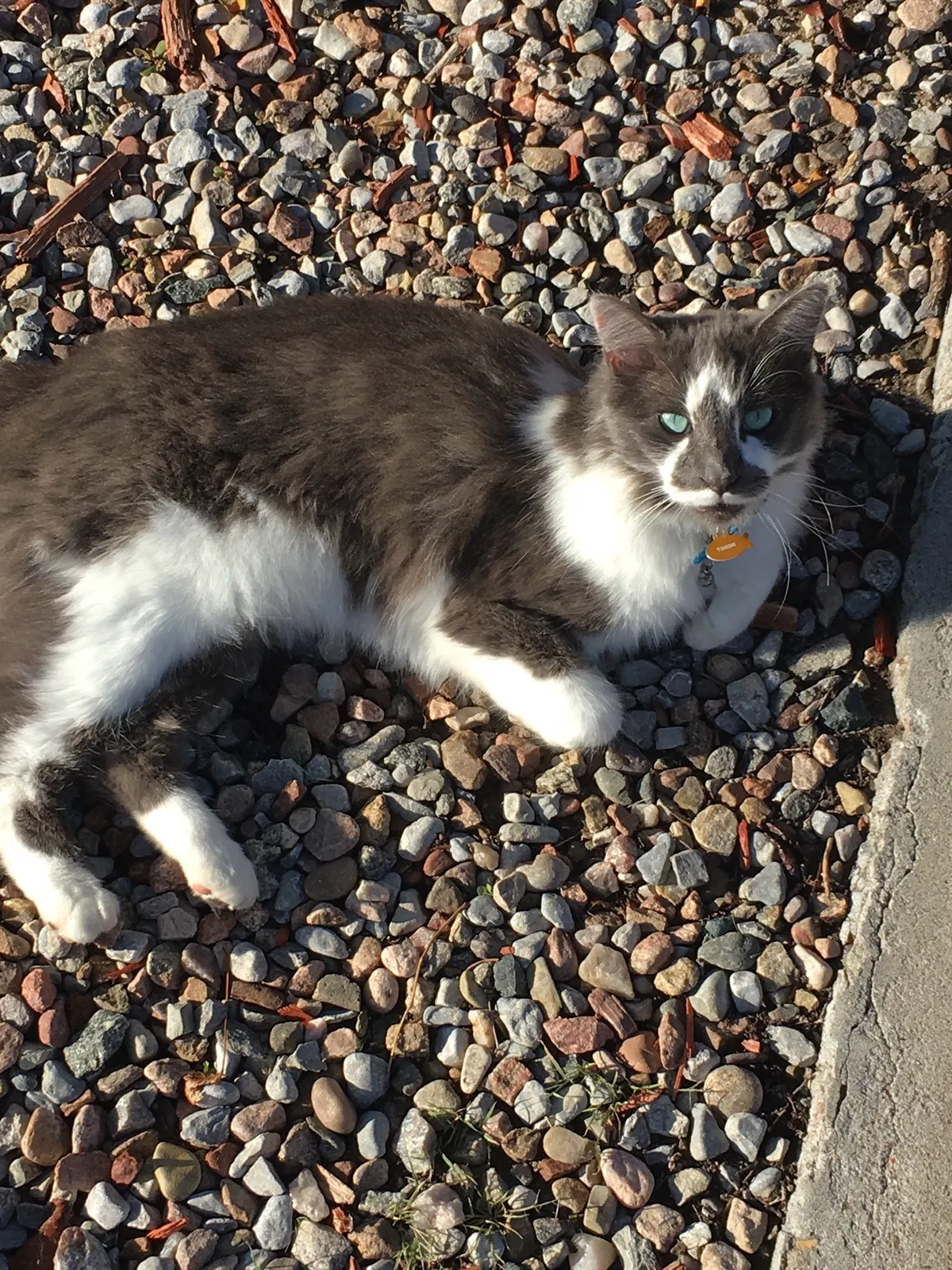 Lost cat in Rio Rancho, NM, 87144