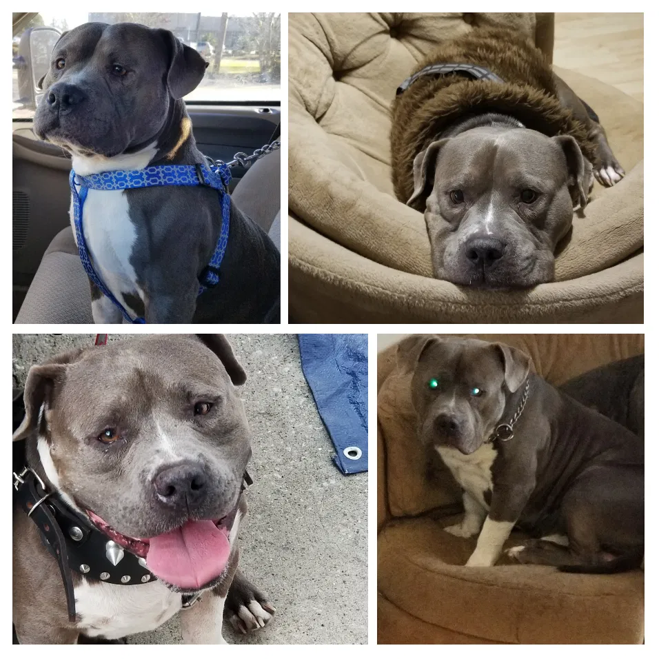 Lost dog in Lake Charles, LA, 70601