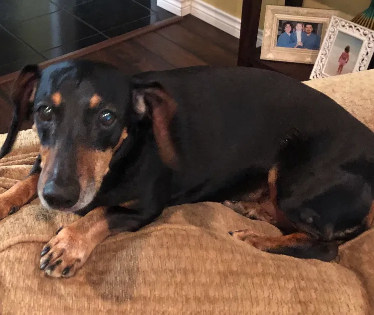 Lost dog in Longview, TX, 75604