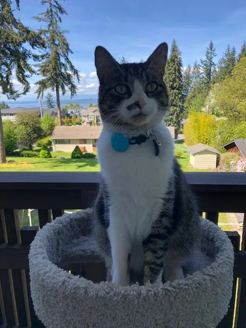 Lost cat in Seattle, WA, 98177