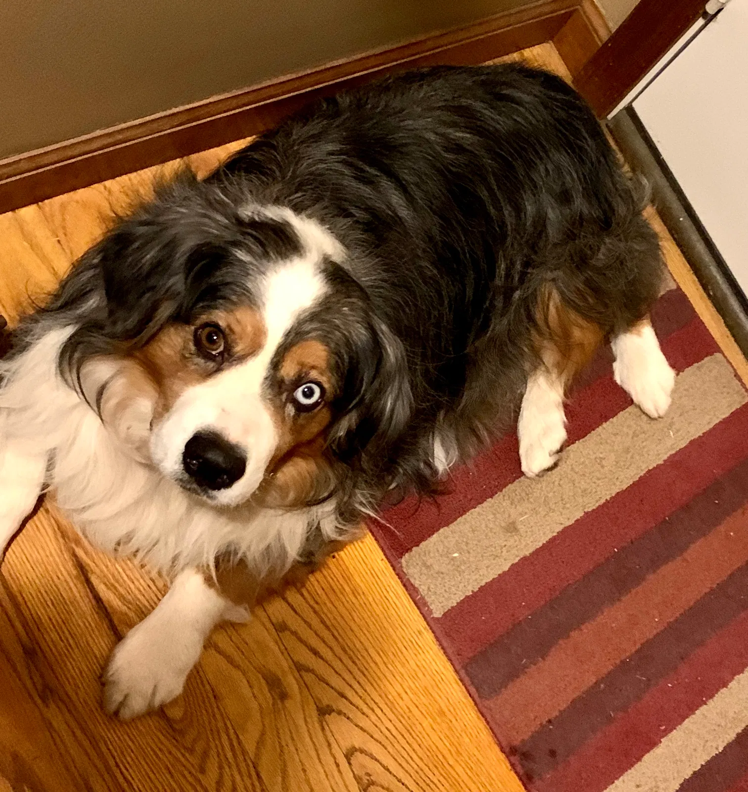 Lost dog in Tecumseh, KS, 66542