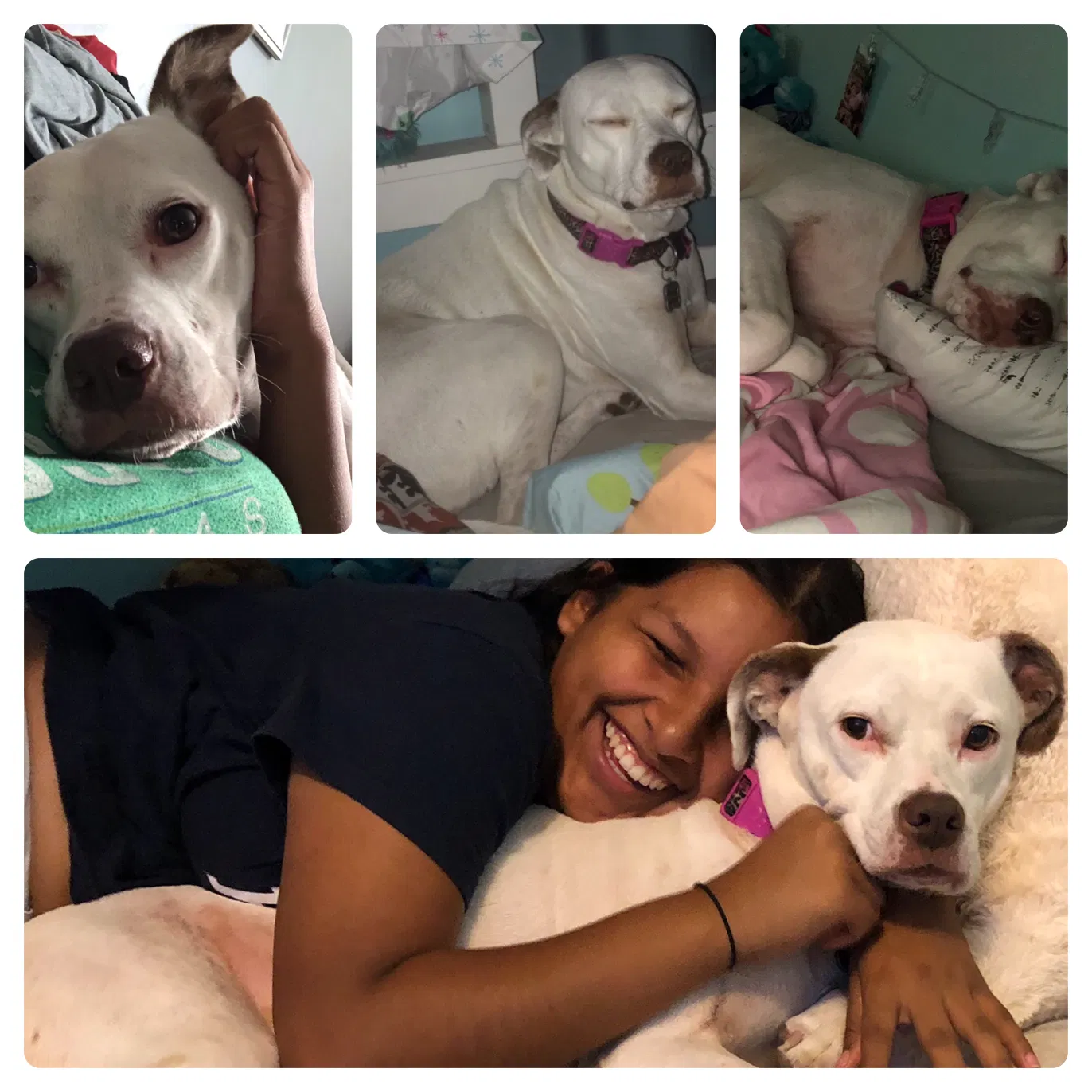 Lost dog in Bonita Springs, FL, 34135