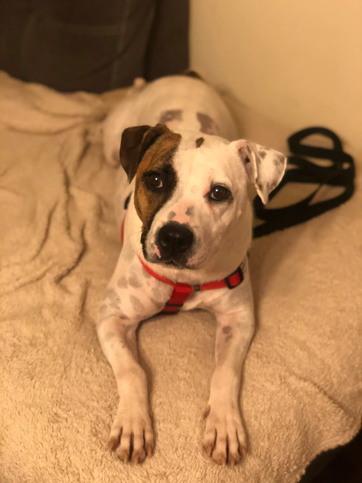 Lost dog in Loganville, GA, 30052