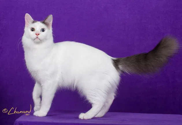 Lost cat in Arlington Heights, IL, 60004