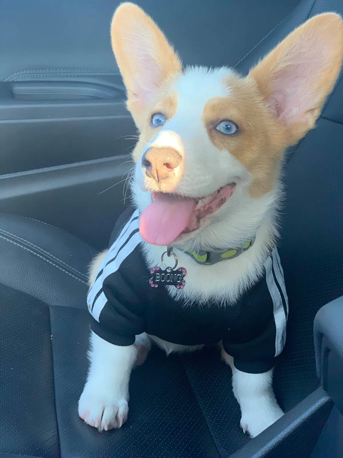 Lost dog in Orlando, FL, 32824
