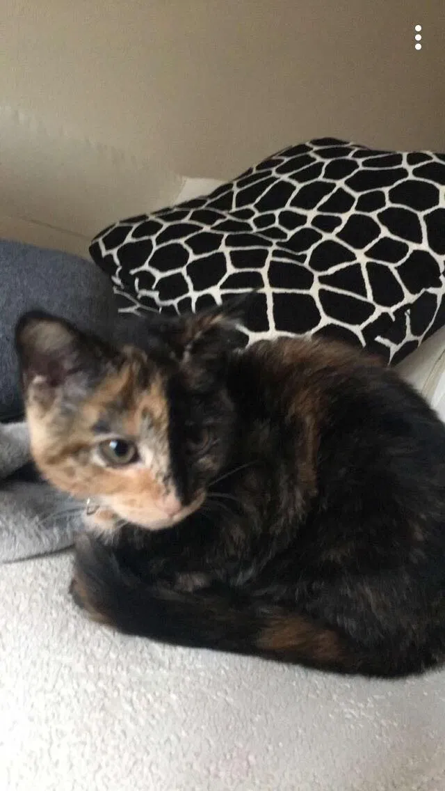 Lost cat in Huntington, IN, 46750
