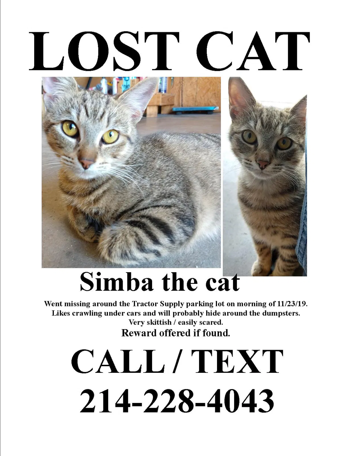 Lost cat in Mesquite, TX, 75149