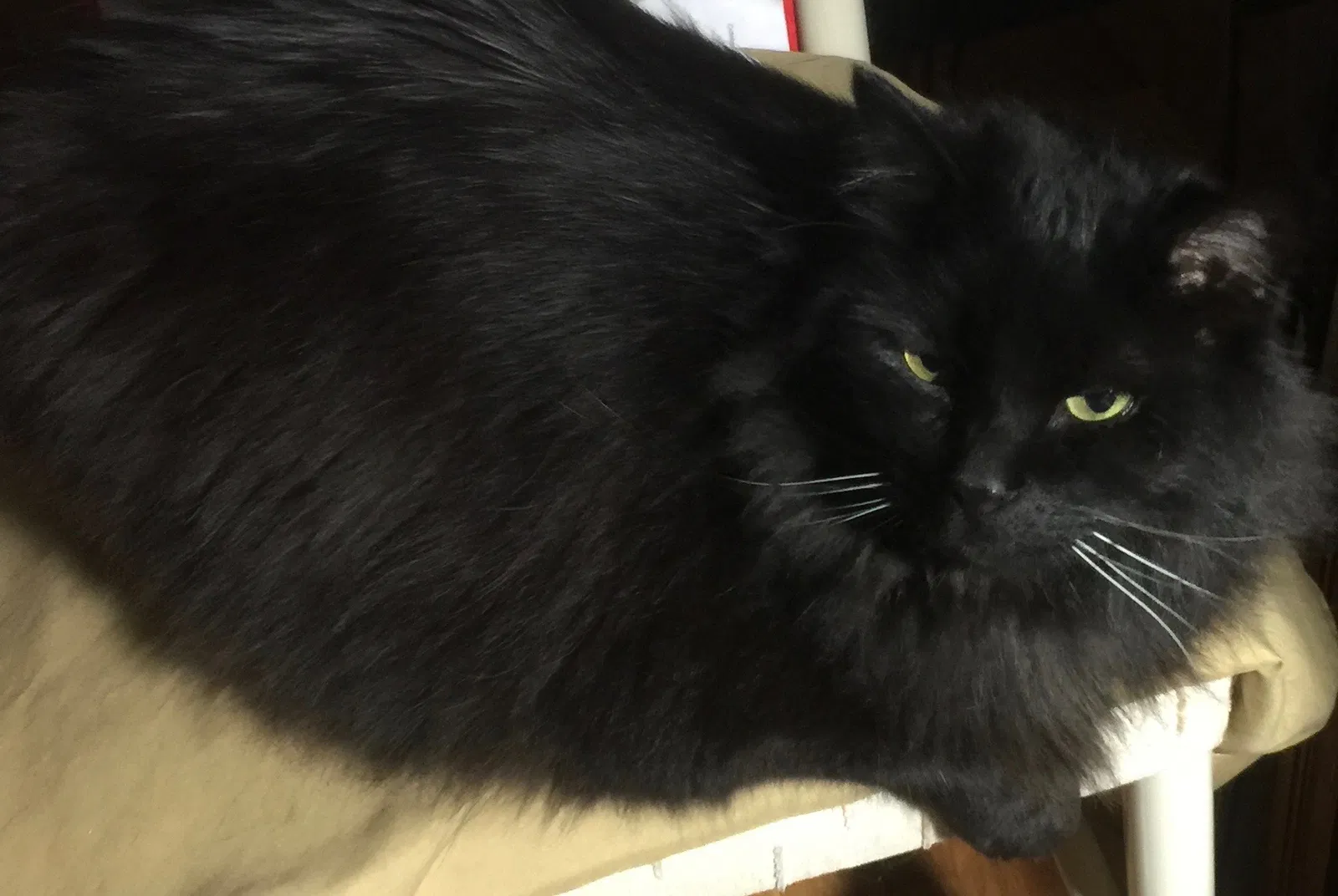 Lost cat in Chattanooga, TN, 37415