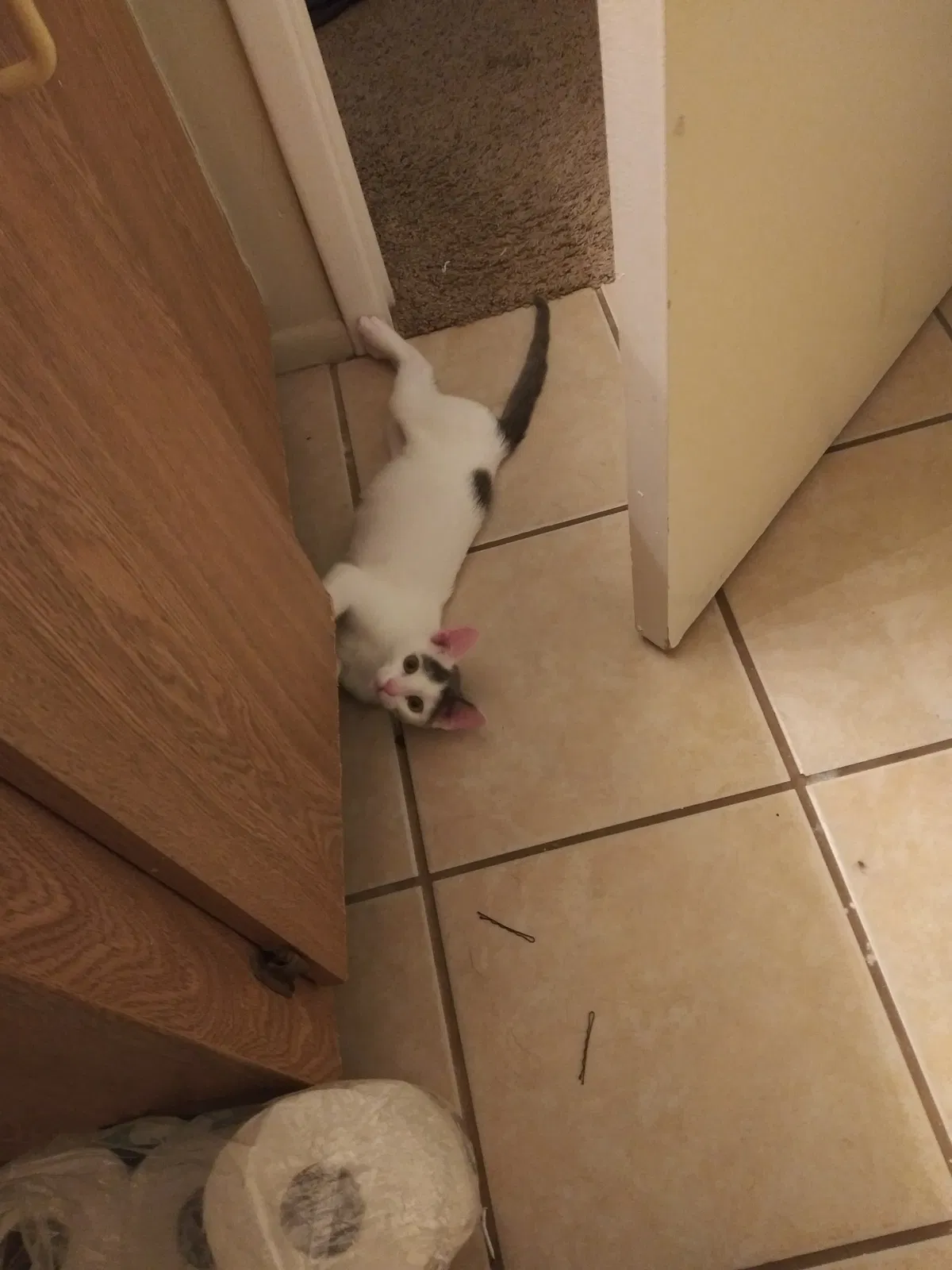 Lost cat in Surprise, AZ, 85378