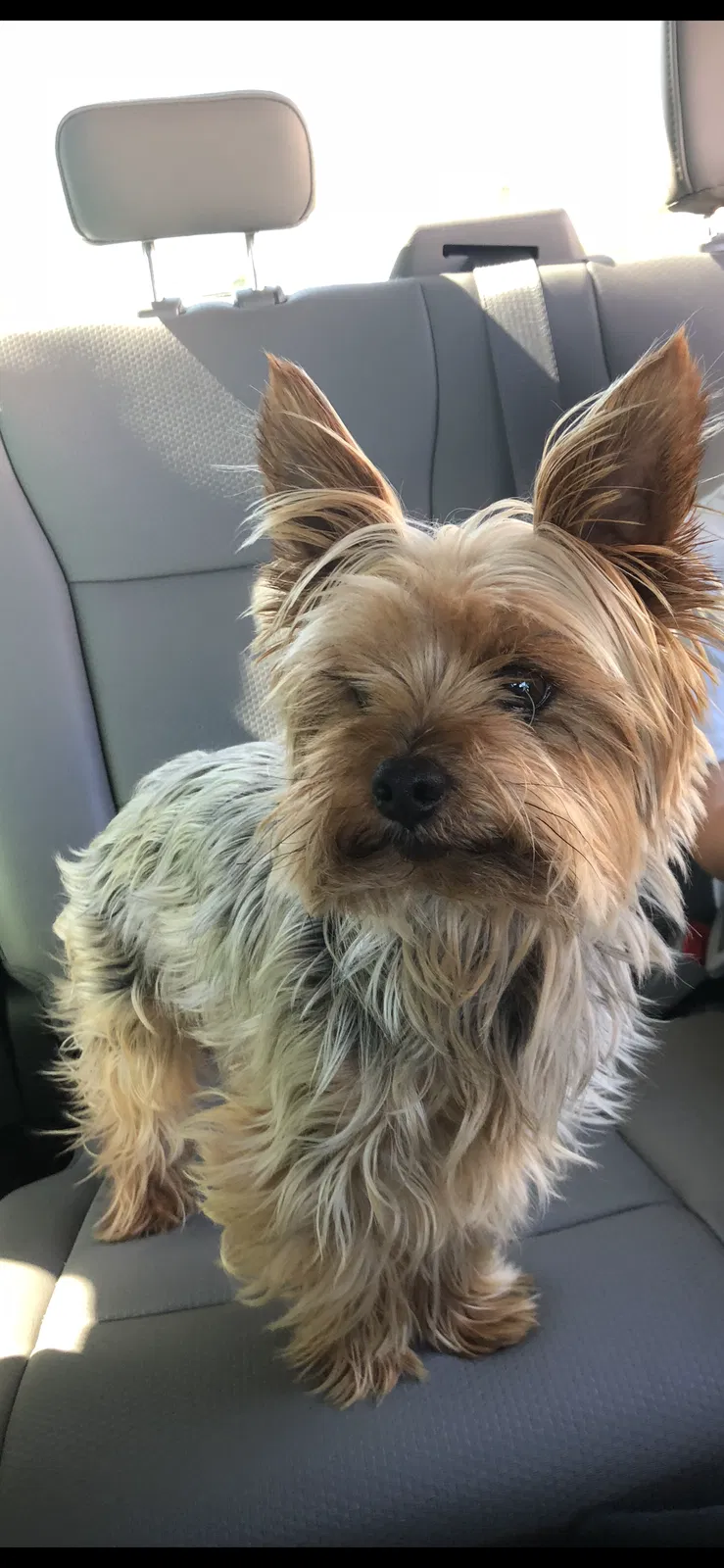 Lost dog in Sacramento, CA, 95829