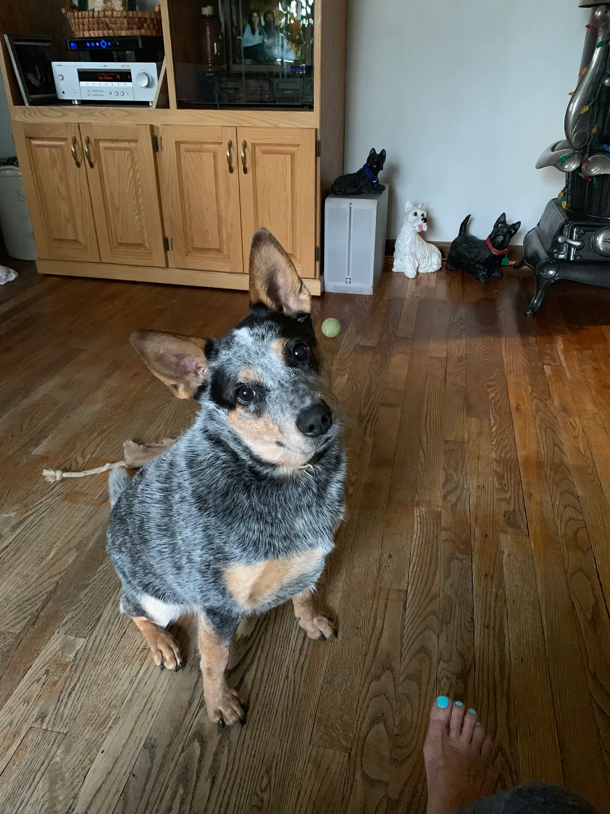 Lost dog in Fort Atkinson, WI, 53538