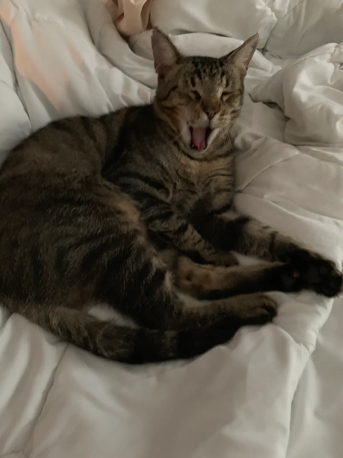 Lost cat in Lewisville, NC, 27023