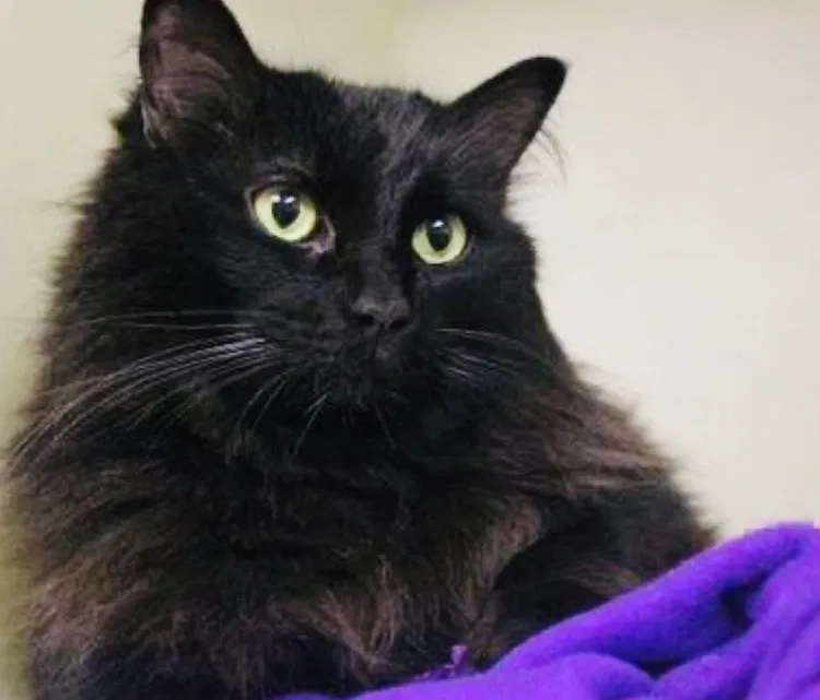 Lost cat in Bay Saint Louis, MS, 39520