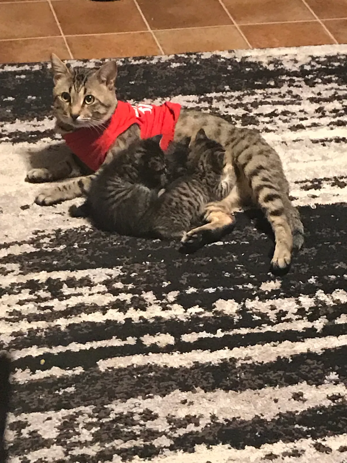 Lost cat in Humble, TX, 77396