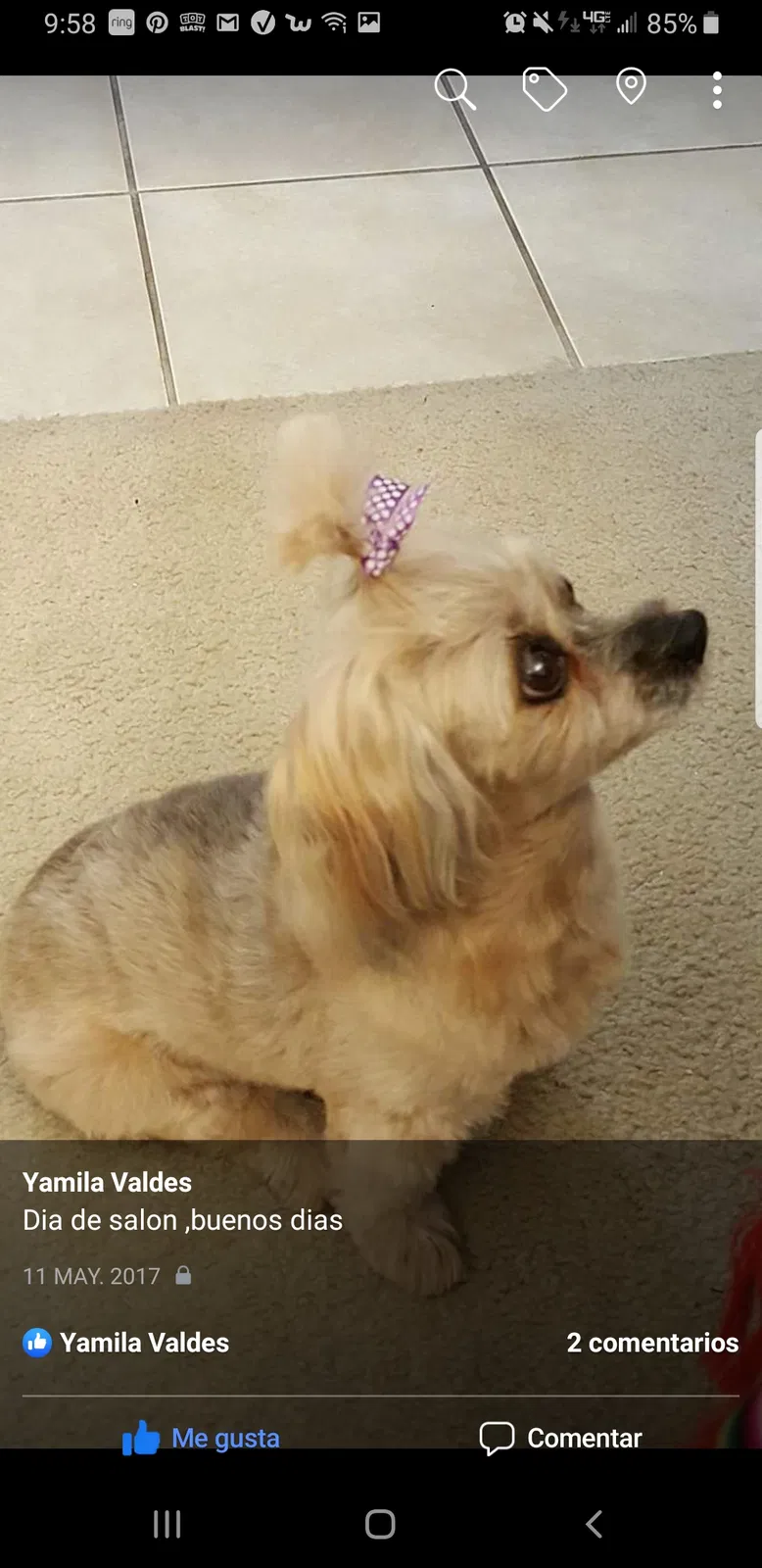 Lost dog in Davenport, FL, 33896